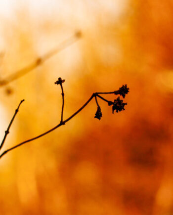 Golden   Branches   Af   Rasmus   Gundorff   Sæderup
