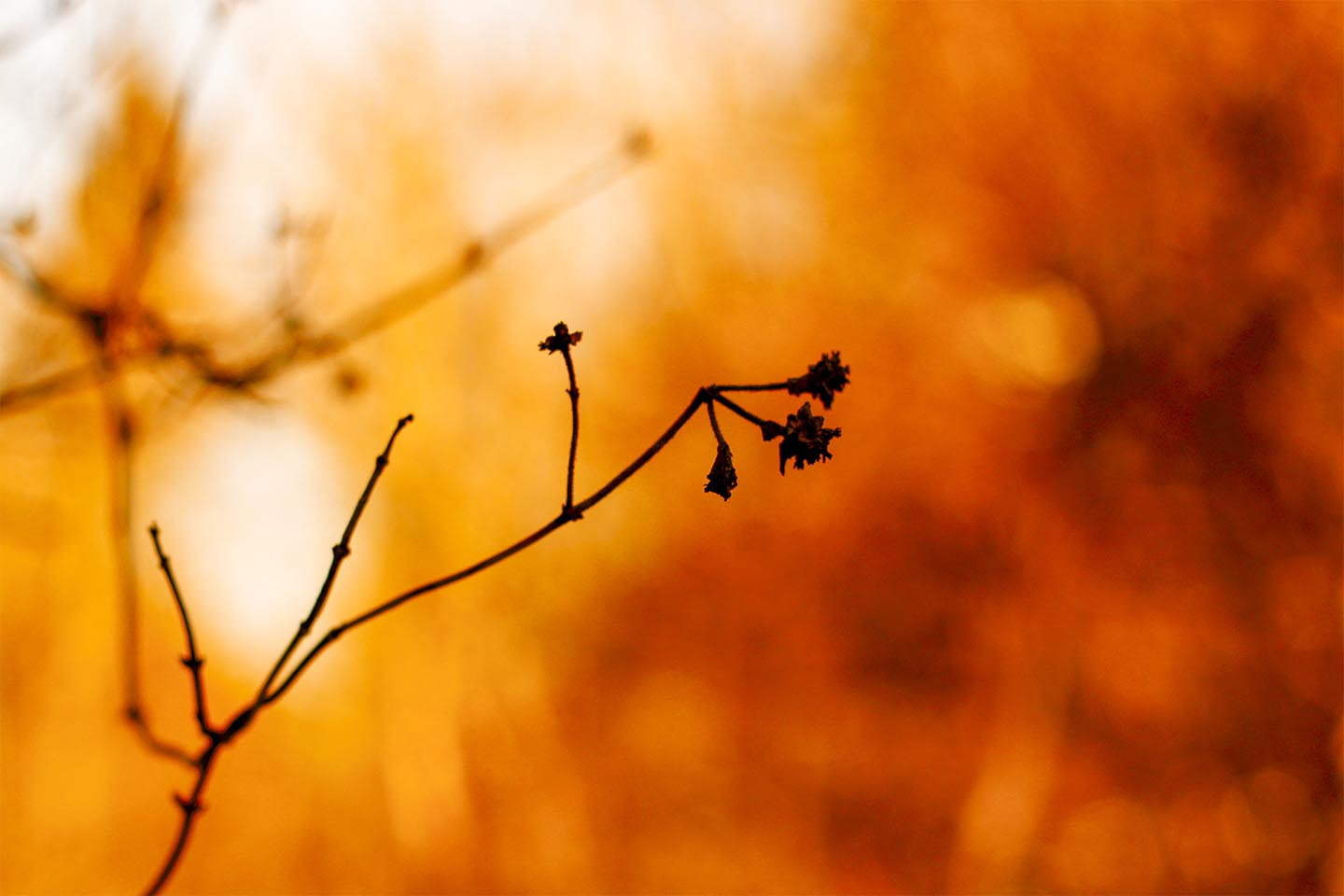 Golden   Branches   Af   Rasmus   Gundorff   Sæderup