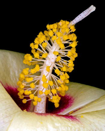 Gossypium   Darwinii   Af   Pauline   Snoeijs