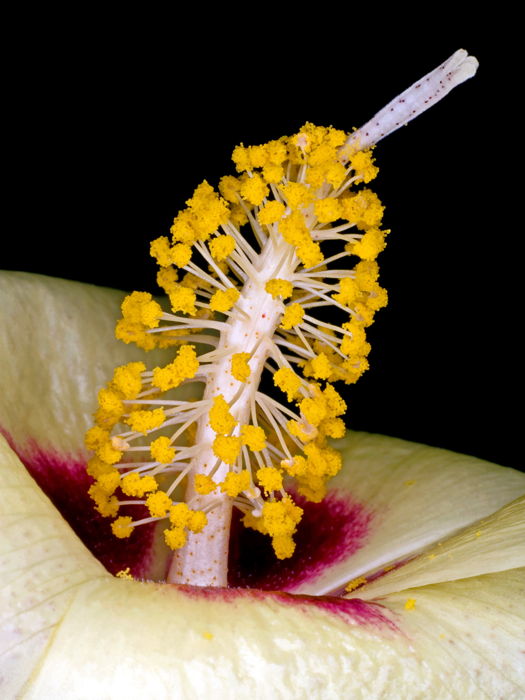 Gossypium   Darwinii   Af   Pauline   Snoeijs
