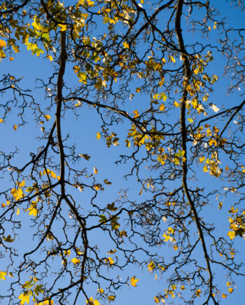 Graphic   Maple   Af   Kirsten   Stigsgaard