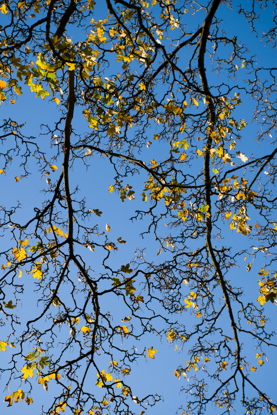 Graphic   Maple   Af   Kirsten   Stigsgaard