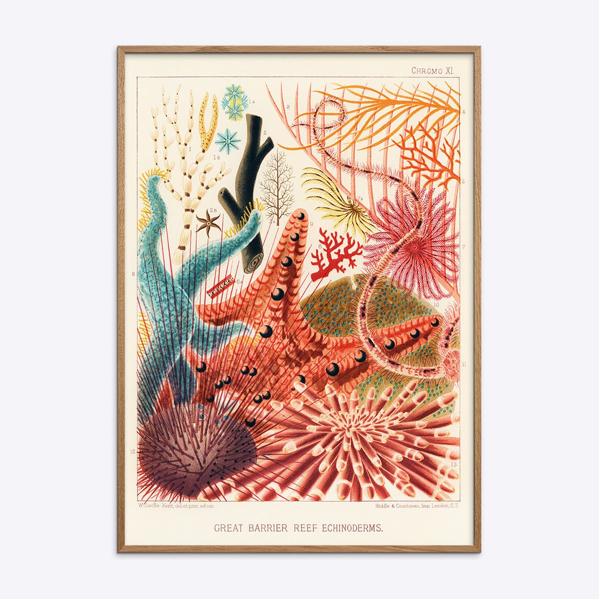 Great   Barrier   Reef   Echinoderms