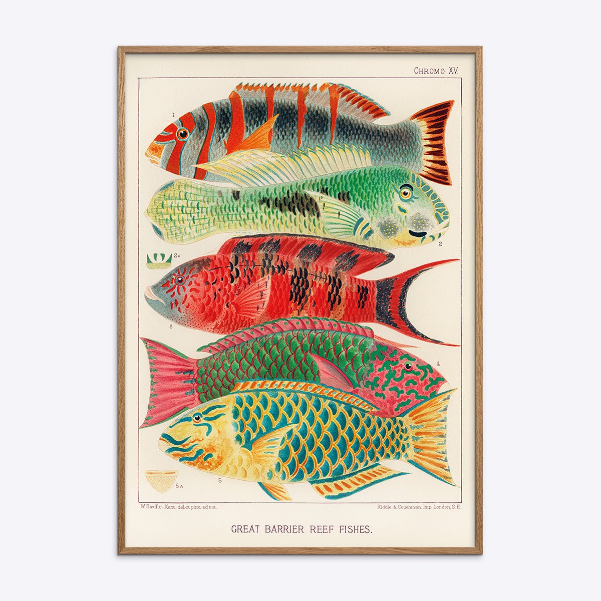 Great   Barrier   Reef   Fishes