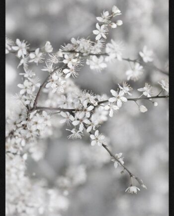Gren   Med   Hvide   Blomster   Plakat