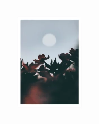 Harvest   Moon