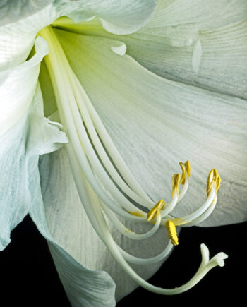 Hippeastrum   Af   Pauline   Snoeijs
