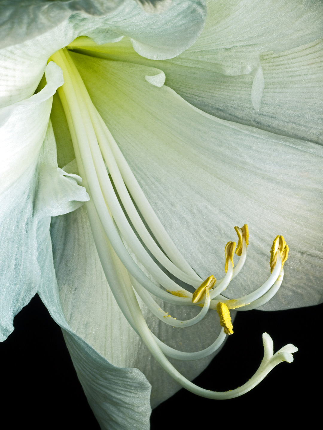 Hippeastrum   Af   Pauline   Snoeijs