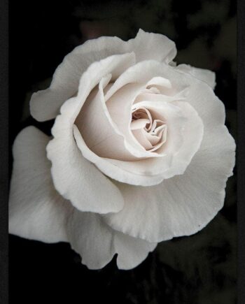Hvid   Rose