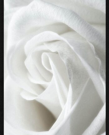 Hvid   Rose   Close - Up
