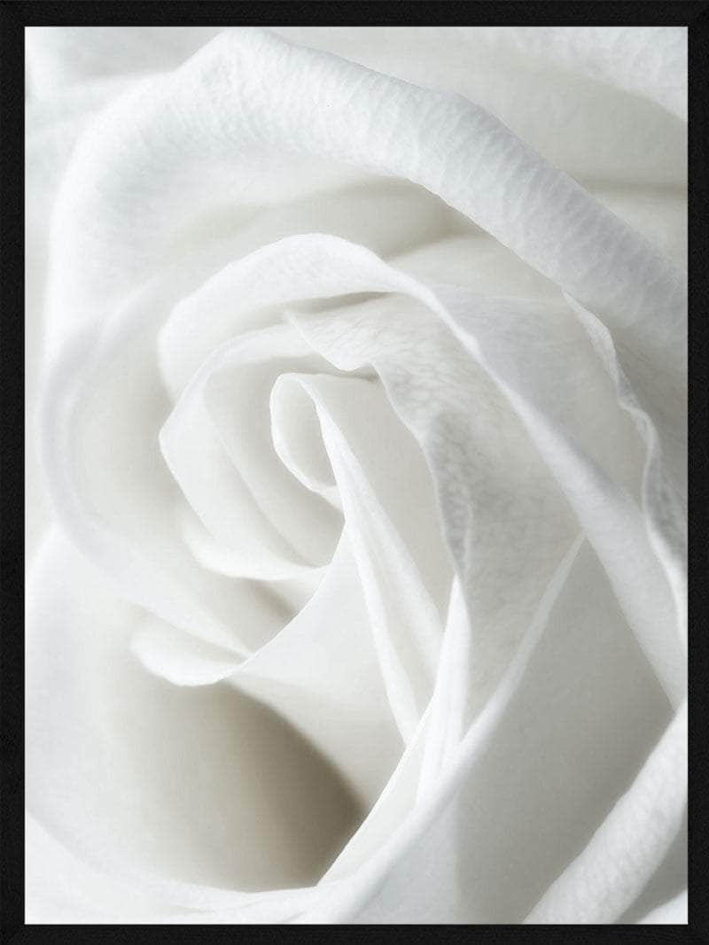 Hvid Rose Close - Up