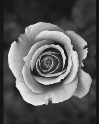 Hvid   Rose   Plakat
