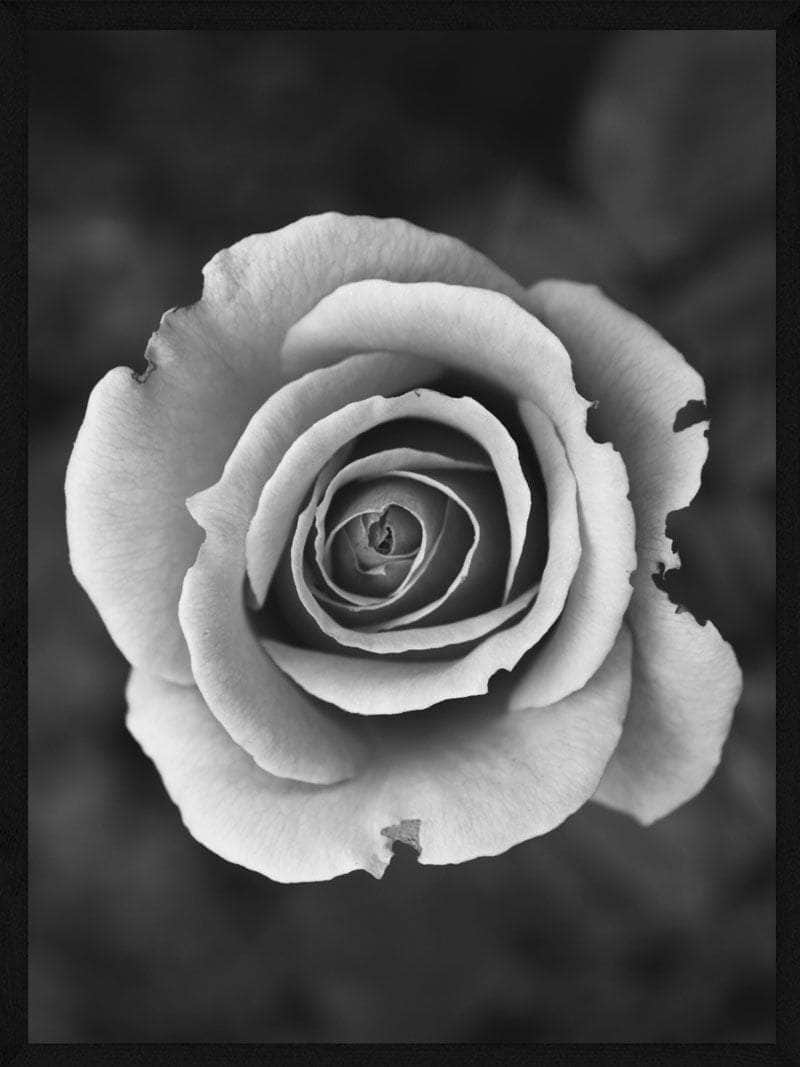 Hvid Rose Plakat