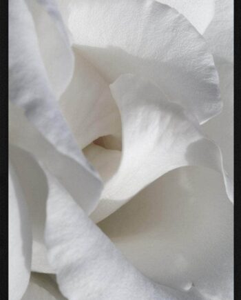 Hvide   Blomster