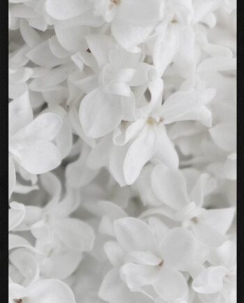 Hvide   Blomster   Plakat