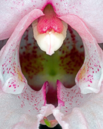 Impatiens   Glandulifera   Af   Pauline   Snoeijs