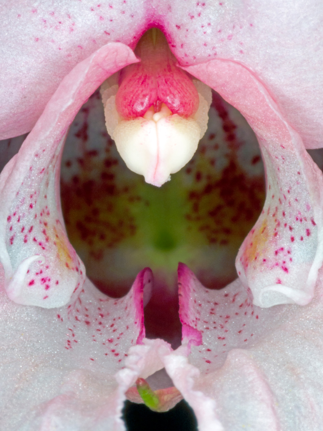 Impatiens   Glandulifera   Af   Pauline   Snoeijs