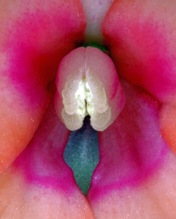 Impatiens   Hawkeri       Af   Pauline   Snoeijs