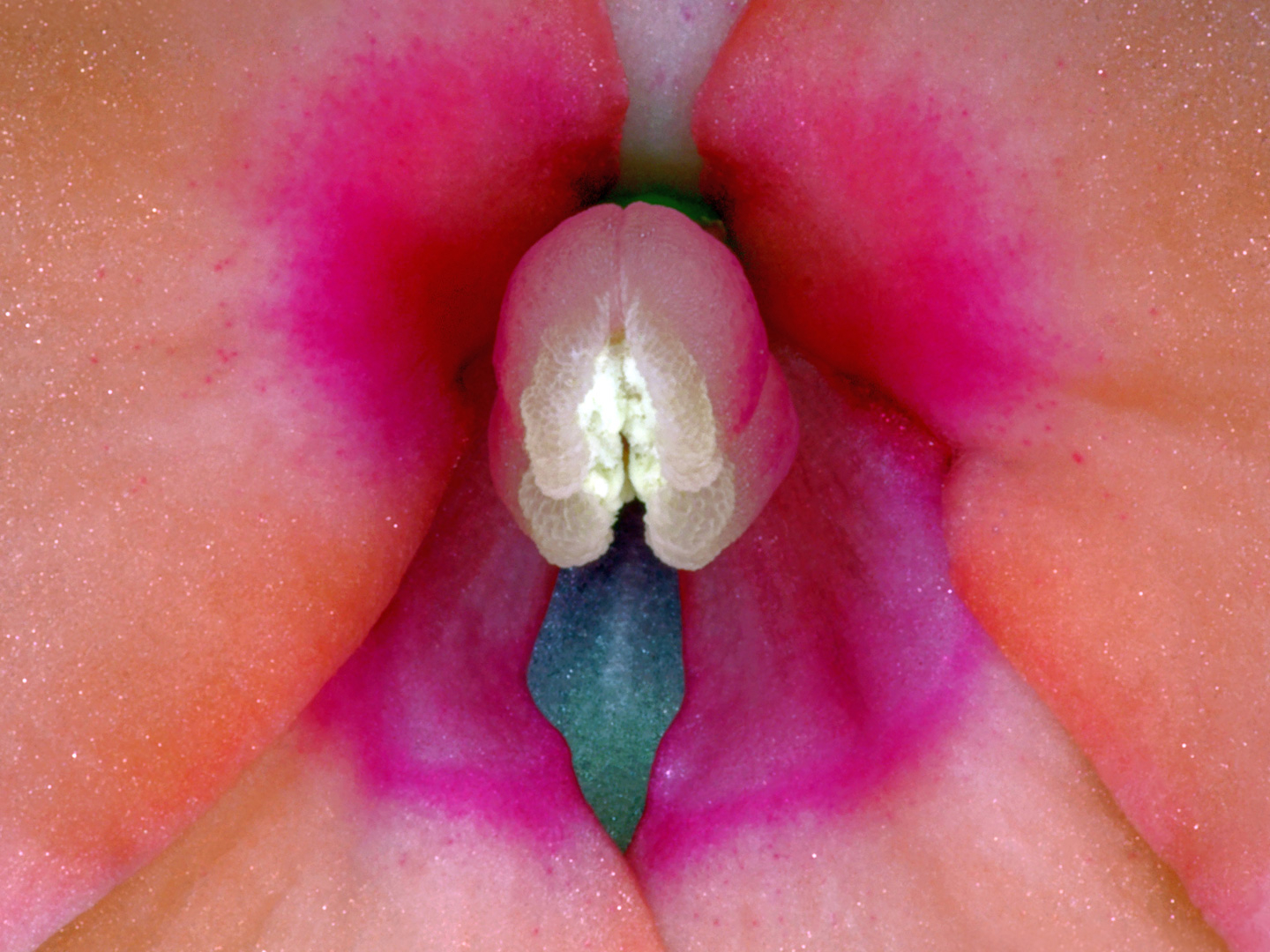 Impatiens   Hawkeri       Af   Pauline   Snoeijs