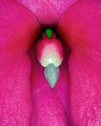 Impatiens   Hawkeri       Af   Pauline   Snoeijs
