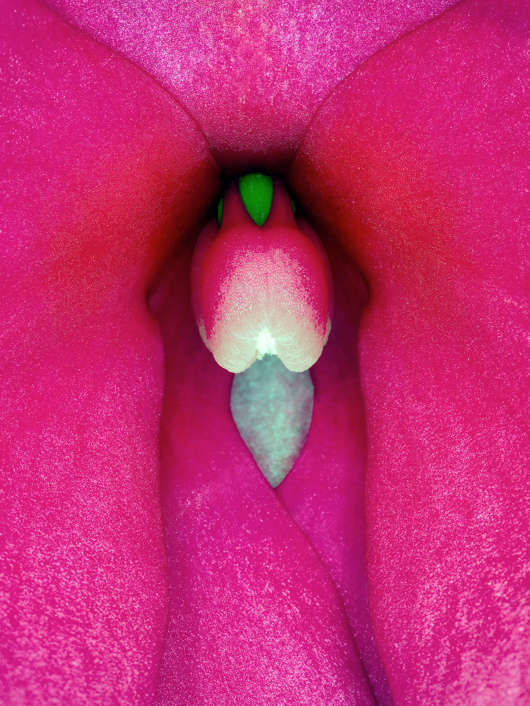 Impatiens   Hawkeri       Af   Pauline   Snoeijs