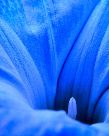 Ipomoea   Tricolor   Af   Pauline   Snoeijs