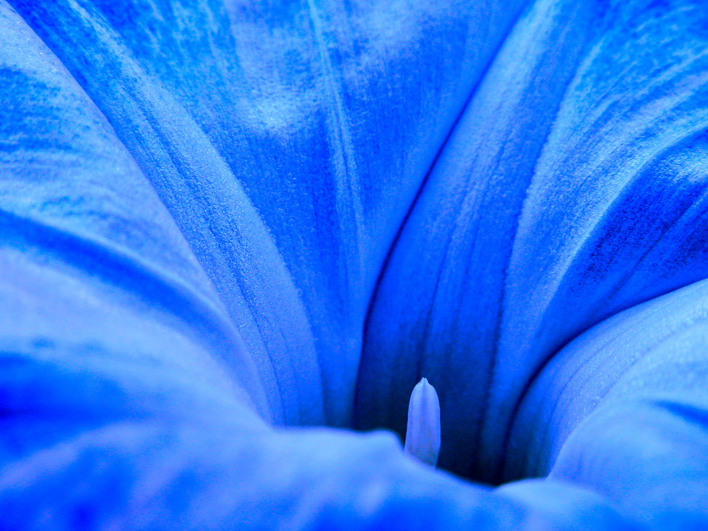 Ipomoea   Tricolor   Af   Pauline   Snoeijs