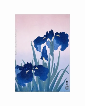 Iris   Flowers