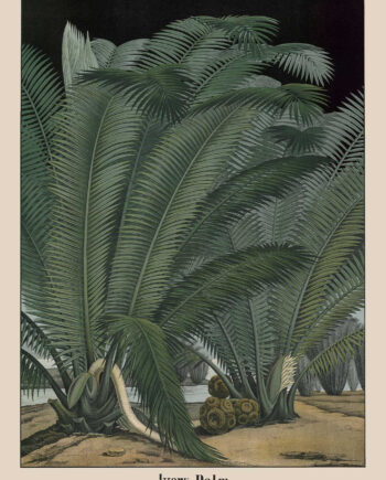 Ivory   Palm   Af   Vintage   Vista   Designs
