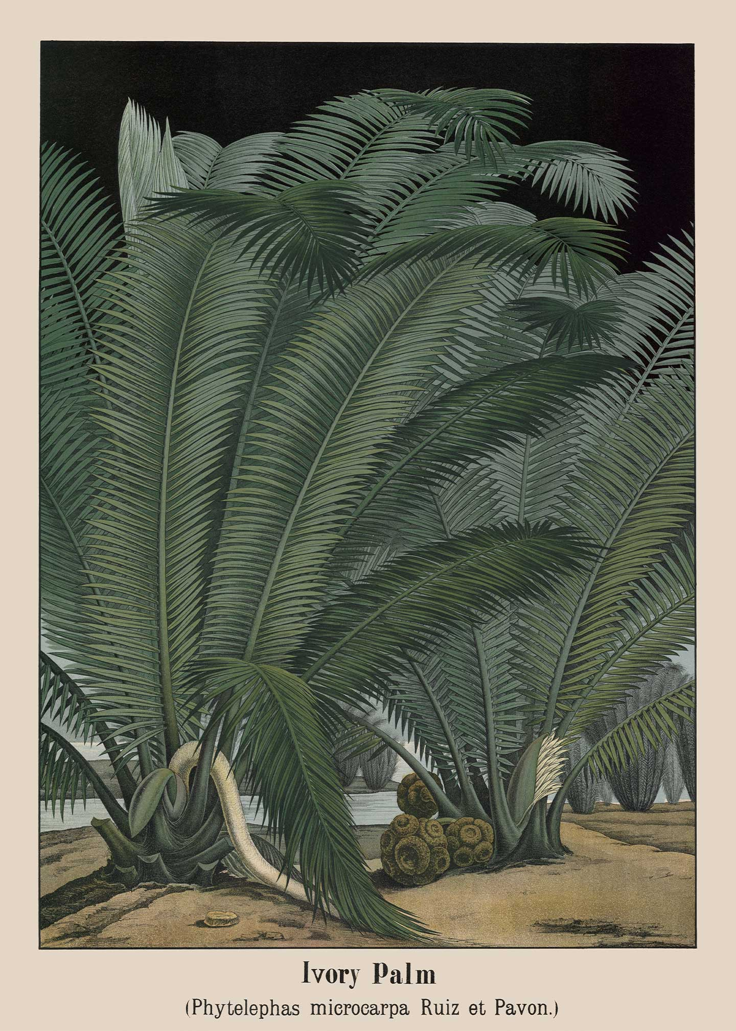 Ivory   Palm   Af   Vintage   Vista   Designs