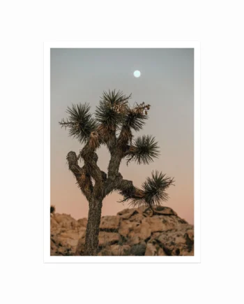 Joshua   Tree