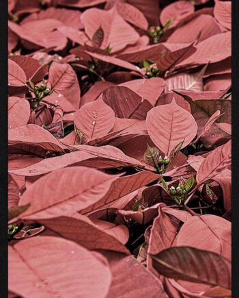 Julestjerner   Juleplakat