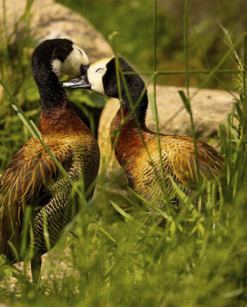Kærlig   Omsorg   Blandt   ænder   Af   Msj   Natur   Foto