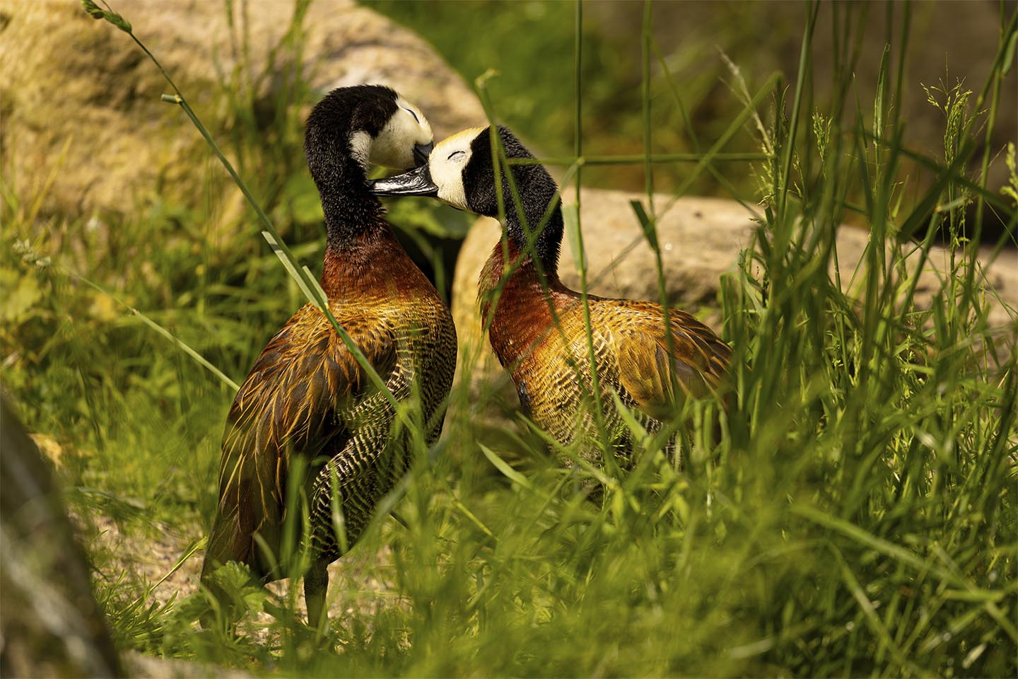 Kærlig   Omsorg   Blandt   ænder   Af   Msj   Natur   Foto