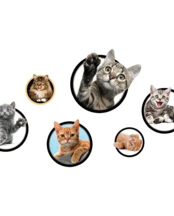 Katte   Wallsticker        Søde   Kattekillinger