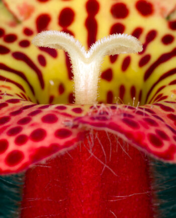 Kohleria   Amabilis   Af   Pauline   Snoeijs