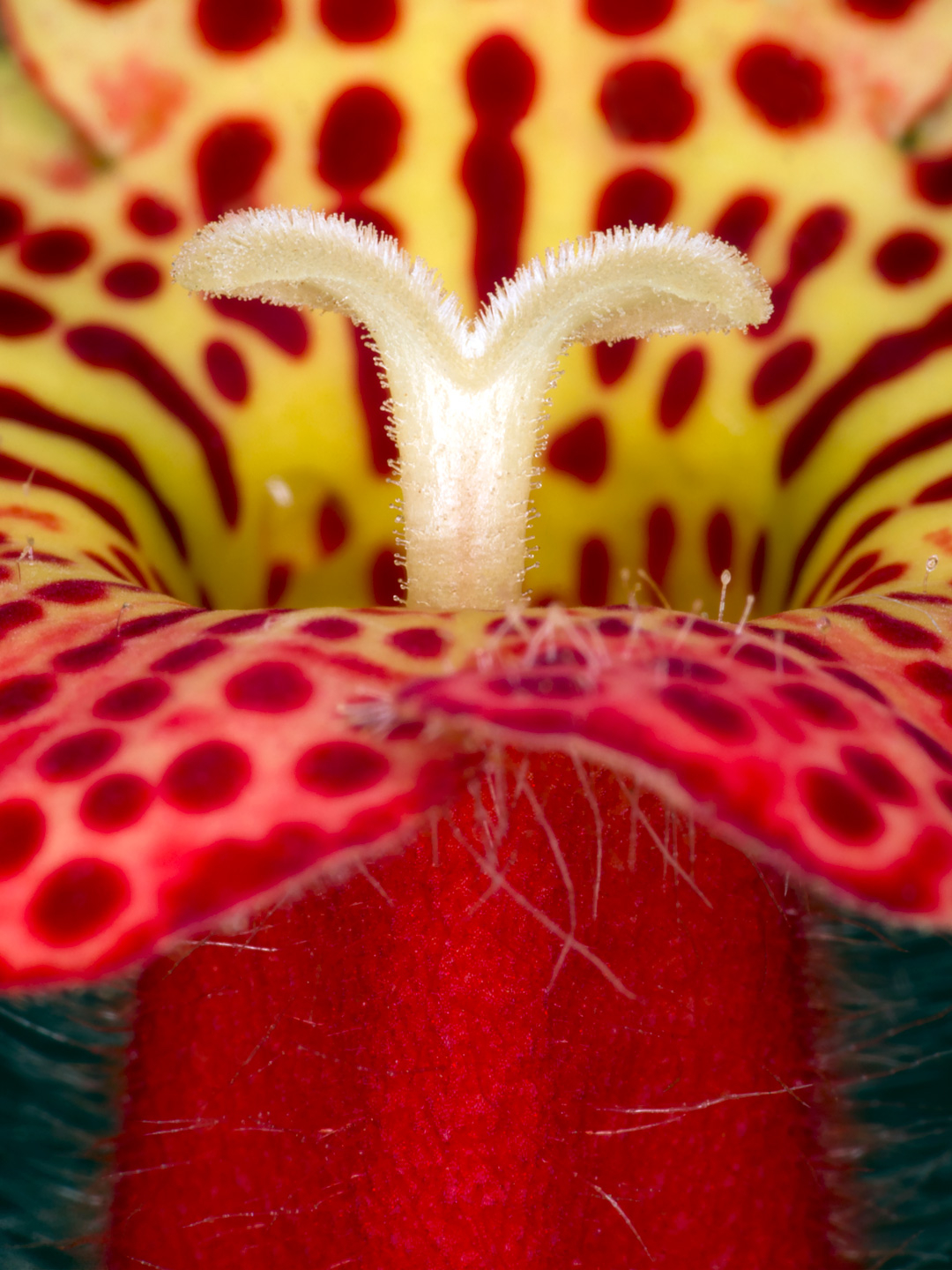 Kohleria   Amabilis   Af   Pauline   Snoeijs