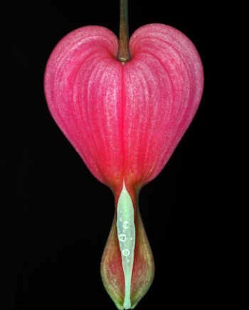 Lamprocapnos   Spectabilis   Af   Pauline   Snoeijs