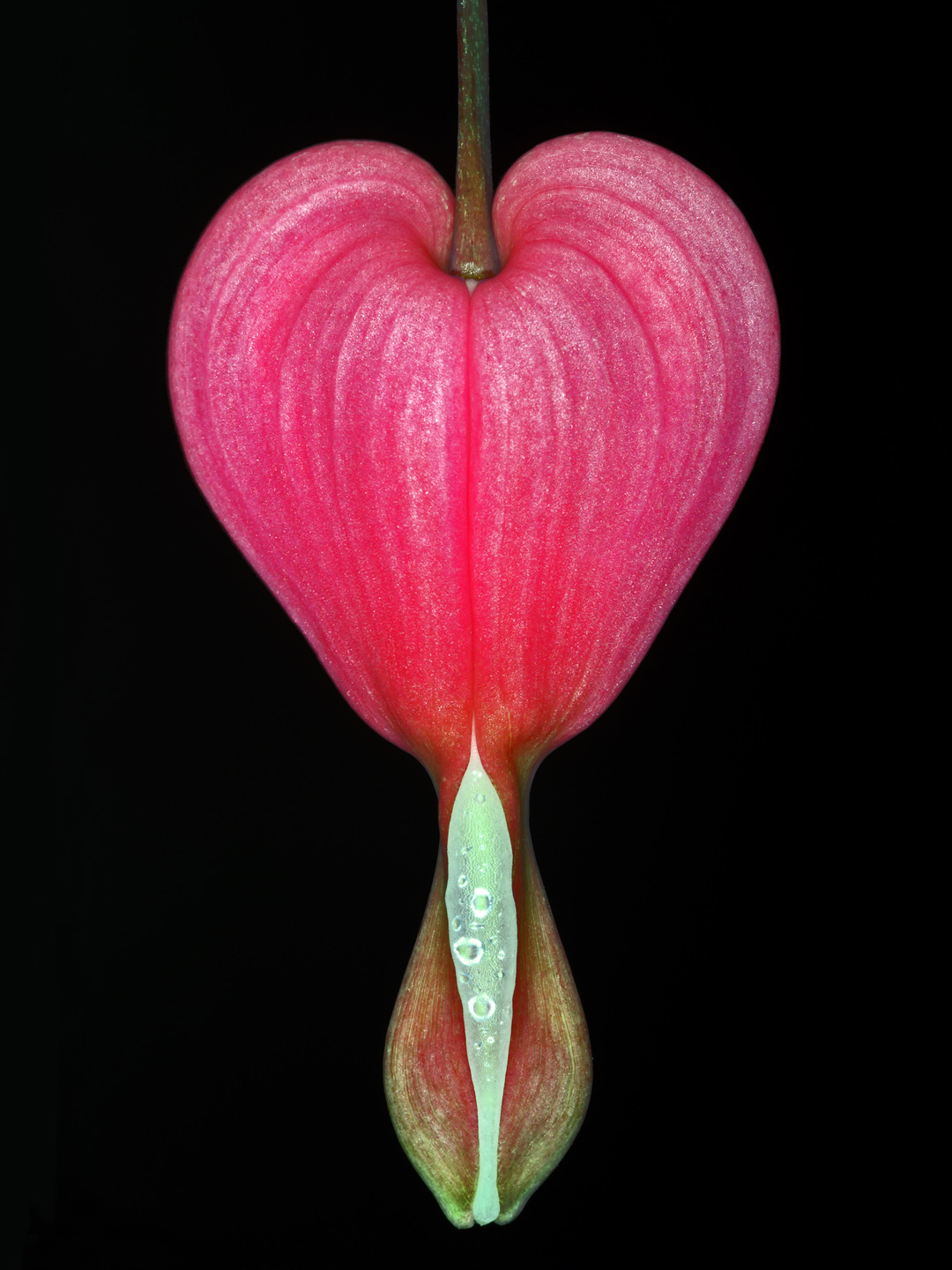 Lamprocapnos   Spectabilis   Af   Pauline   Snoeijs