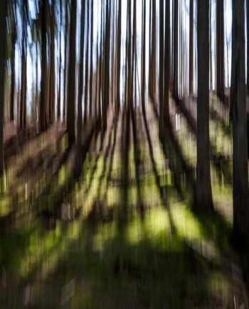 Light   Through   Trees   Af   Klint   Fotografi