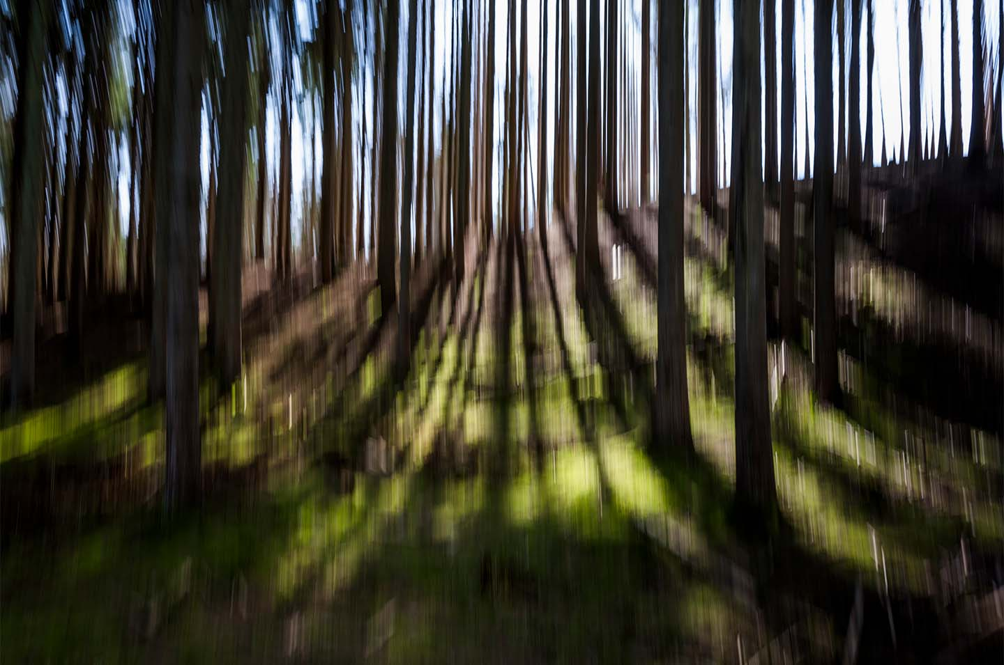 Light   Through   Trees   Af   Klint   Fotografi