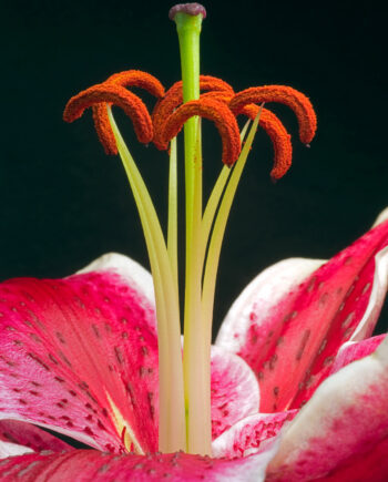 Lilium       Af   Pauline   Snoeijs