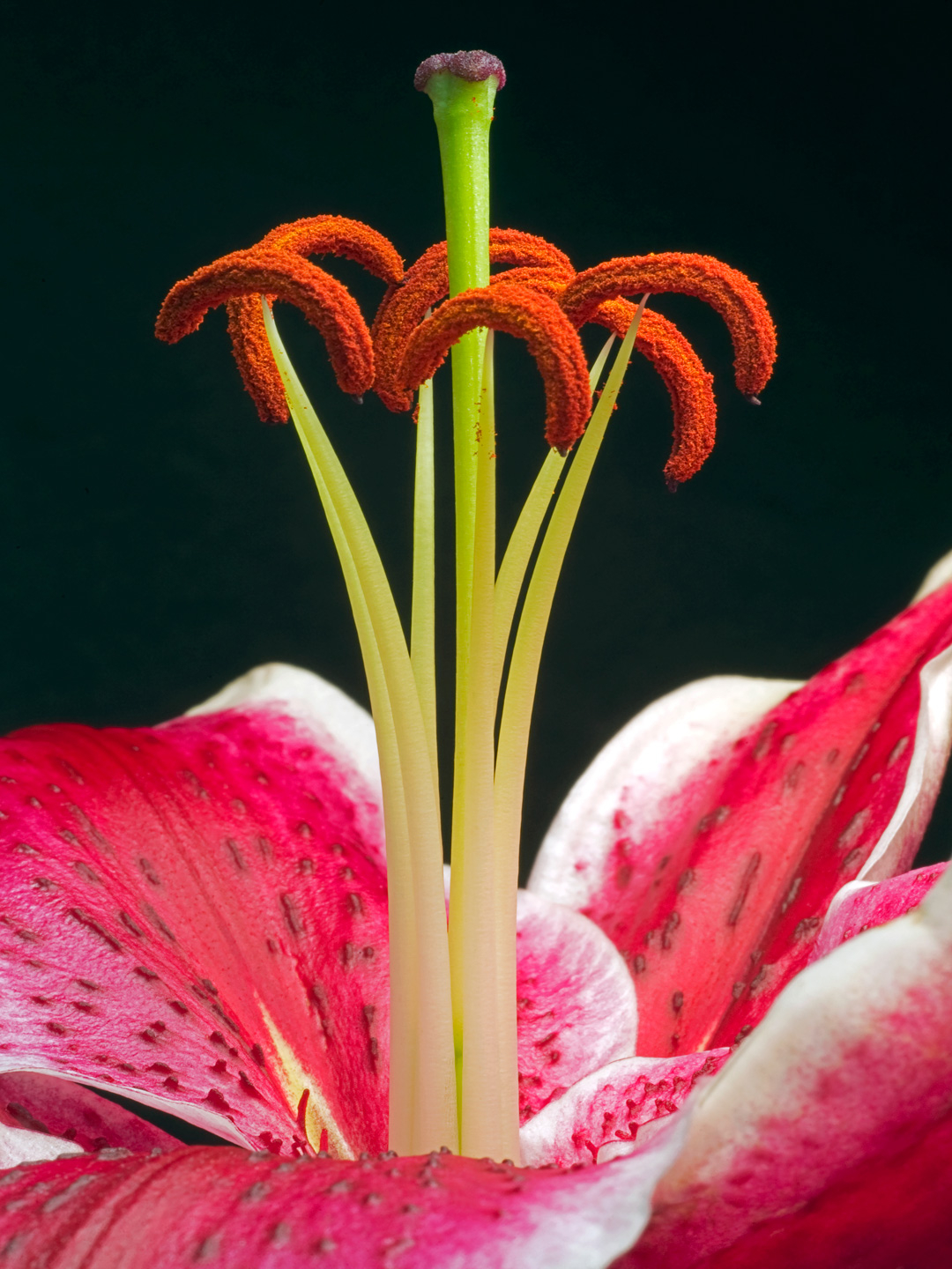 Lilium       Af   Pauline   Snoeijs