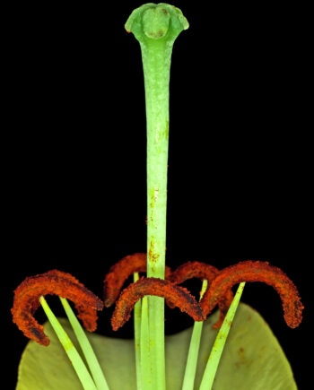 Lilium       Af   Pauline   Snoeijs