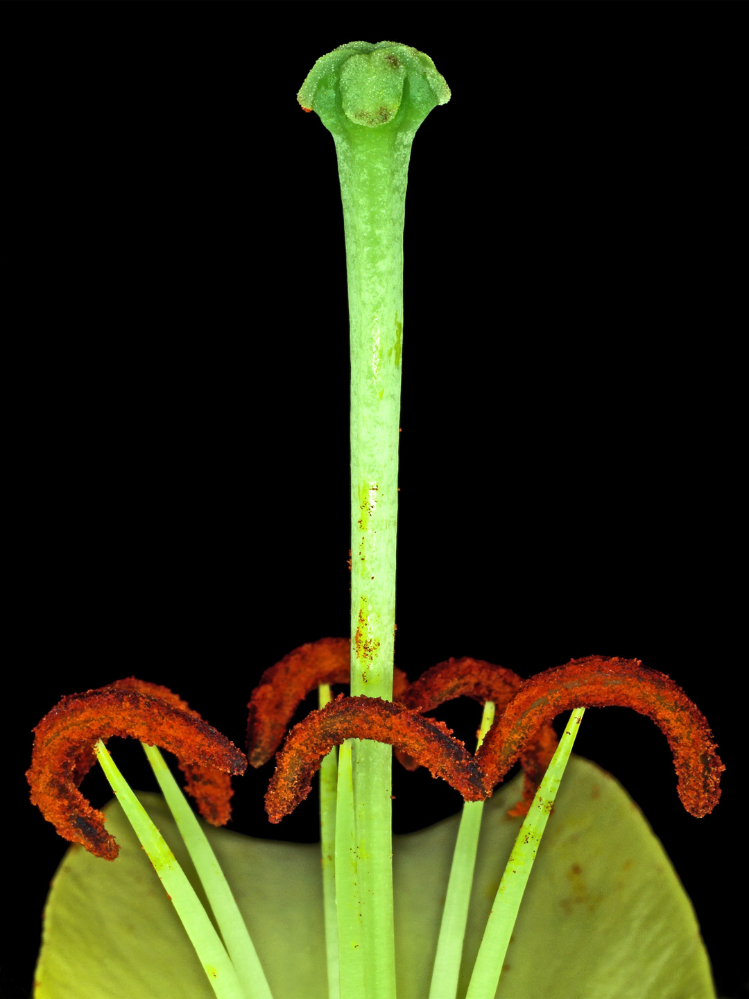 Lilium       Af   Pauline   Snoeijs