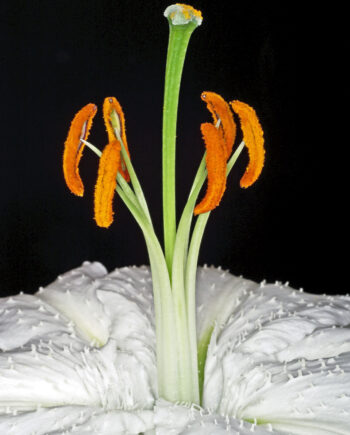 Lilium       Af   Pauline   Snoeijs