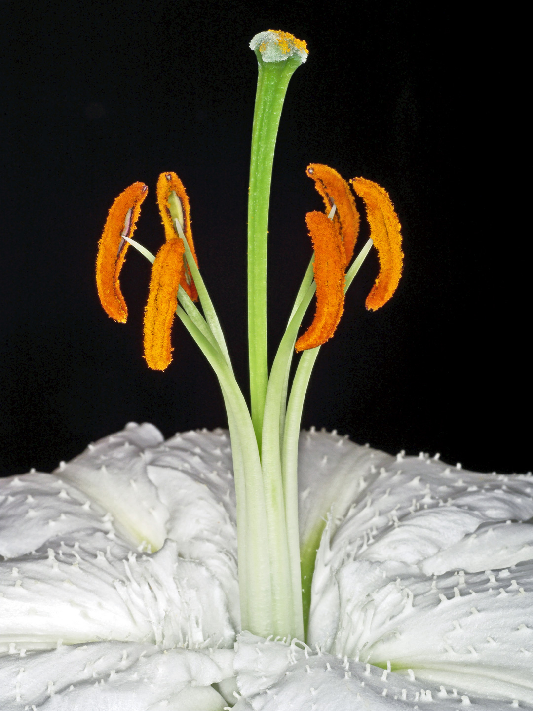 Lilium       Af   Pauline   Snoeijs