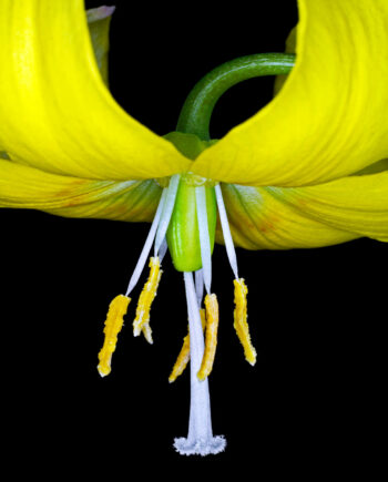 Lilium   Martagon   Af   Pauline   Snoeijs