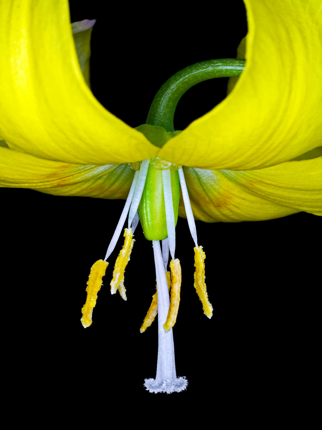 Lilium   Martagon   Af   Pauline   Snoeijs