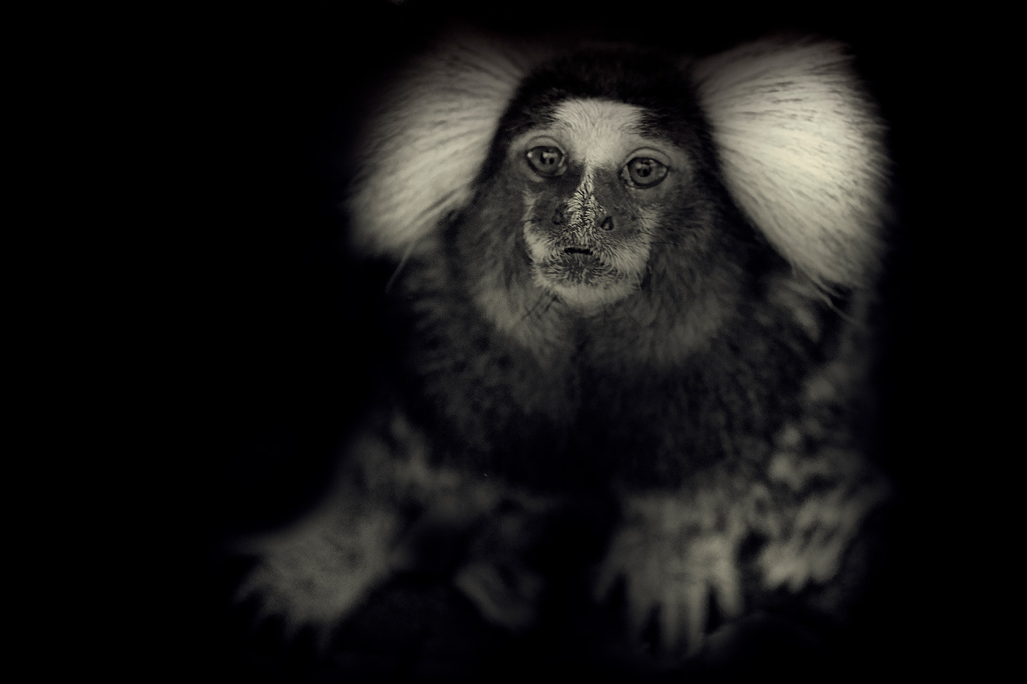Little   Monkey   Af   Gustavo   Orensztajn